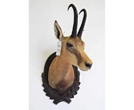 Taxidermy: Alpine Chamois (Rupicapra rupicapra rupicapra), circa late 20th century, shoulder mount in summer coat with head t
