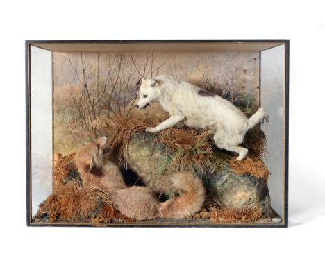 Taxidermy: A Rare Diorama Cased Fox Terrier and Fox, by Peter Spicer, circa 1900, the full mount terrier stood upon a large f