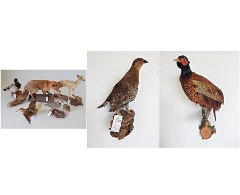 Taxidermy: A Collection of European Birds and Animals, to include Ring-Necked Pheasant, Mallard Duck, Fallow Deer full mount,