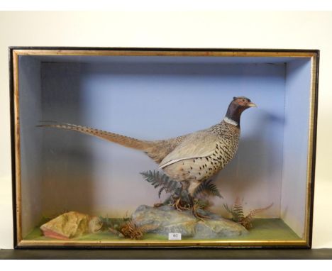Taxidermy: A Cased Male Ring Necked Pheasant (Phasinus colchicus), by Henry Shaw, circa 1871, full mount cock bird stood upon
