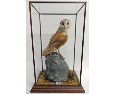 Taxidermy: Barn Owl (Tito alba), circa 2008, full mount with head turning to the right stood upon a faux boulder, amongst a n