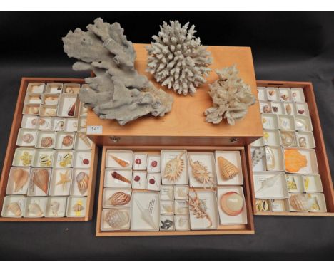 Seashells: A Collection of Various World Sea Shells and Coral, to include Scorpion spider, Candy snail, Fig shells, Salisbury