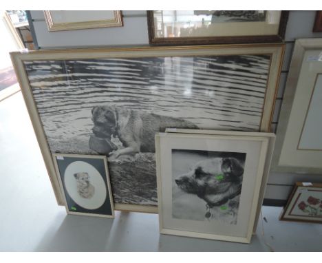 A selection of Boarder terrier photographs and original sketch