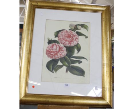 After E. G. Henderson 'Camellia Jap' Colour print 39cm x 28cm