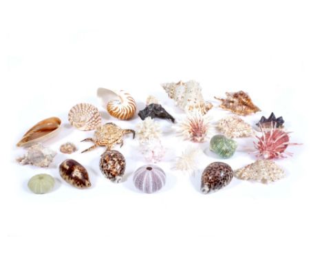 A COLLECTION OF SEA SHELLS to include cowries and sea urchins