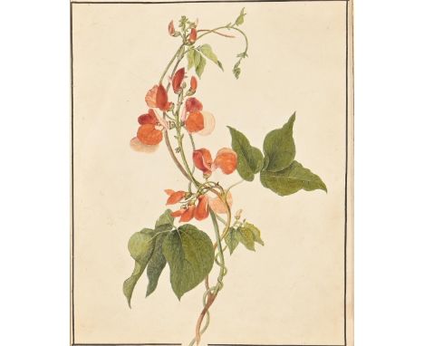 English School, early-mid 19th century - Botanical Study, ruled black border, watercolour, bodycolour and pencil on paper, 26