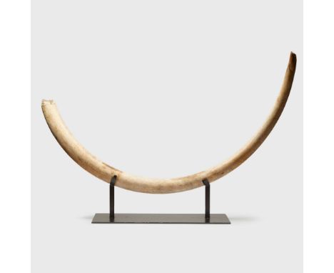  LARGE WOOLLY MAMMOTH TUSK, MAMMUTHUS PRIMIGENIUS SIBERIA, LATE PLEISTOCENE PERIOD, C. 110,000 to 10,000 YEARS BP a large and