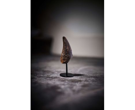  THE TOOTH OF A TYRANNOSAURUS-REX HELL CREEK FORMATION, SOUTH DAKOTA, LATE CRETACEOUS, C. 67–66 MILLION B.P. a well preserved