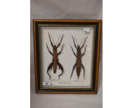 Two entomology studies stick insects Eurycantha Horrida in a glazed case.