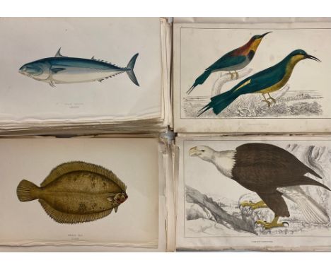 A collection of 19th-century hand-coloured etchings &amp; chromolithographs, natural history, including birds &amp; mammals, 