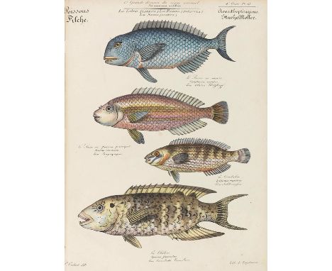 Paul Louis Oudart     Cours d'histoire naturelle, contenant les principales espèces du règne animal, classées méthodiquement.