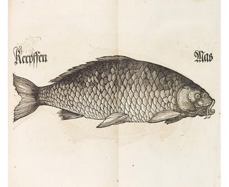 Bairische Landtßordnung 1553     Ingolstadt, [A. und S. Weißenhorn] 1553.  Erste Neufassung des großen bayerischen Gesetzbuch