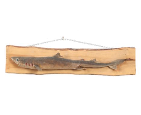 Prepared and stuffed sand shark on shelf, 75 cm wide