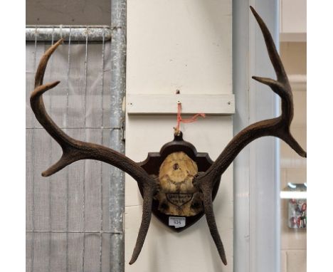 Pair of deer horns and skull on oak shield shaped plaque marked 'Balmoral 1918' (B.P. 21% + VAT) 