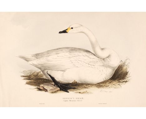 * Lear (Edward). Bewick's Swan, printed by C. Hullmandel [1832 - 37], lithograph with contemporary hand-colouring, slight mou