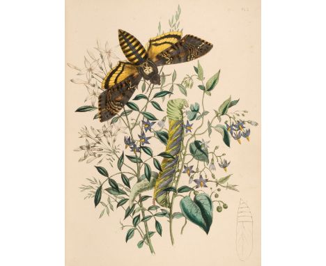 Humphreys (Henry Noel &amp; Westwood, John Obadiah). British Moths and their Transformations, 2 volumes, new edition, revised