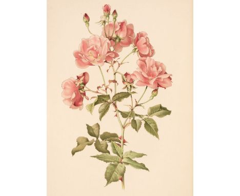 Willmott (Ellen). The Genus Rosa, 25 parts bound in 2 volumes, London: John Murray, 1910-1914, title page to each volume, 132