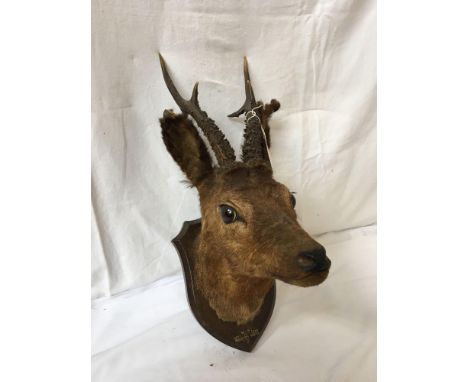  Sale Item:    DEERS HEAD (AF)   Vat Status:   No Vat   Buyers Premium:  This lot is subject to a Buyers Premium of 15% + Vat
