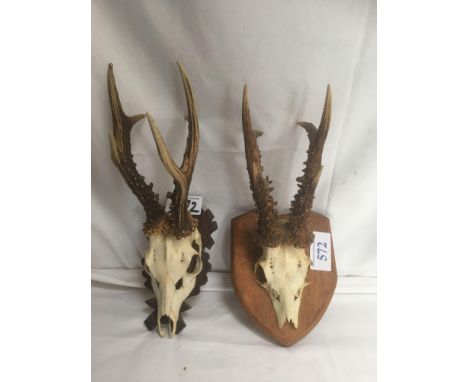  Sale Item:    2 MOUNTED DEER SKULLS (AF)   Vat Status:   No Vat   Buyers Premium:  This lot is subject to a Buyers Premium o