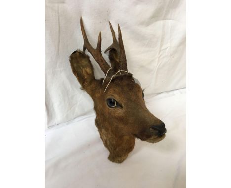  Sale Item:    DEERS HEAD (AF)   Vat Status:   No Vat   Buyers Premium:  This lot is subject to a Buyers Premium of 15% + Vat