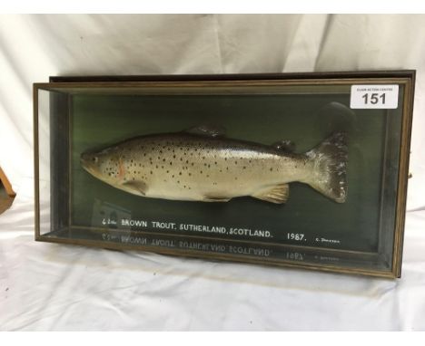  Sale Item:    GLASS CASED BROWN TROUT   Vat Status:   No Vat   Buyers Premium:  This lot is subject to a Buyers Premium of 1
