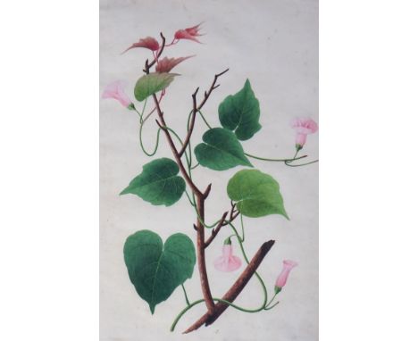 Company School (19th Century), gouache on paper, Botanical study - Dhool Kulmee [Clove Bean Calonyction Muricatum Ipomoea Mur