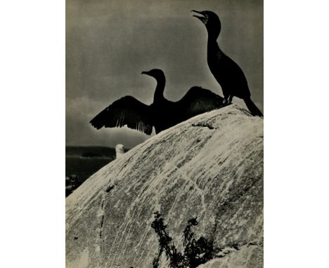 Eliot Porter (American, 1901-1990). "Double Crested Cormorants, Colt's Head Island, Maine". Original vintage photogravure. c1