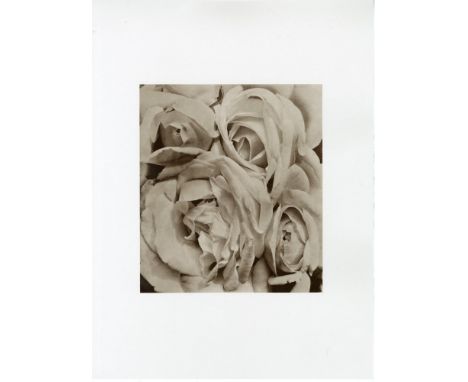 Tina Modotti (Italian/American, 1896 - 1942). "Roses, Mexico". Original photogravure. 1924/25. Printed later. Stamped with th
