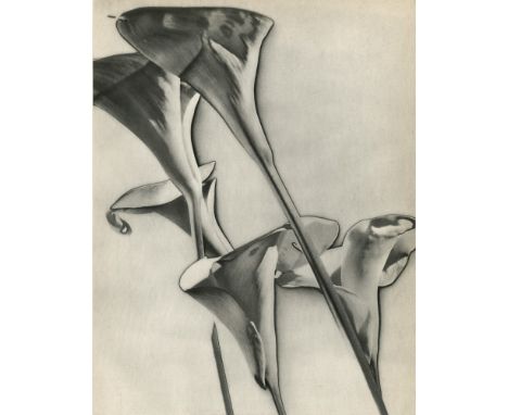 Man Ray (American, 1890 - 1976). "Calla Lilies [solarization]". Original vintage photogravure. 1930. Printed 1934. Stamped wi