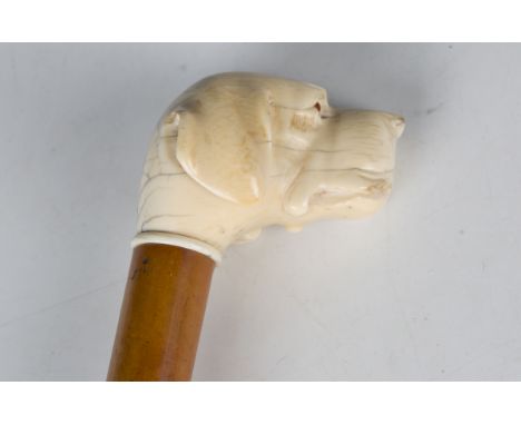 A 19th century Malacca walking cane, the substantial ivory handle finely carved as a dog's head with inset amber glass eyes, 