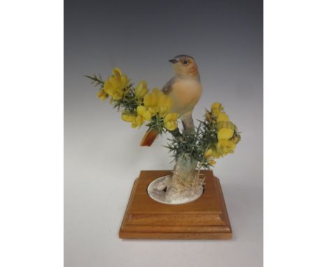 A Royal Worcester Redstart and Gorse Model by Dorothy Doughty, with  certificate No. 82 HEN, slight damage to gorse