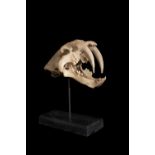 A REPLICA OF AN EXTINCT SABRE TOOTHED CAT SKULL