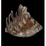 A FOSSILISED EXTINCT MAMMOTH TOOTH, ICE AGE