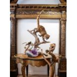 A TAXIDERMY FULL MOUNT STUDY OF A COATI