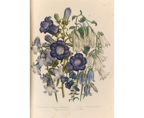 Loudon, Jane Webb  The Ladies' Flower-Garden of Ornamental Greenhouse Plants [Ornamental Perennials]. London: W. Smith, 1848-