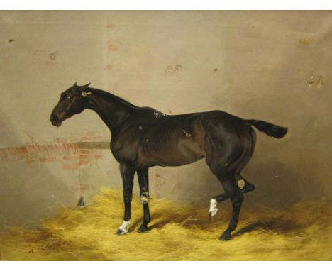 HENRY FREDERICK LUCAS LUCAS (1848-1943)'Pilot', a racehorse in a loose boxsigned, inscribed and dated 'Pilot, H.F. Lucas-Luca