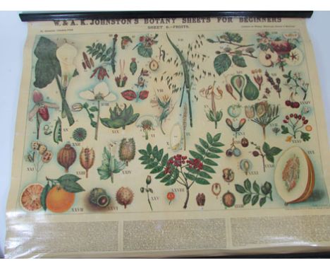 W & A K Johnson Botany Sheets for Beginners Sheet 6-Fruits by Alexander Johnson FGS printed and published by Johnson Limited 
