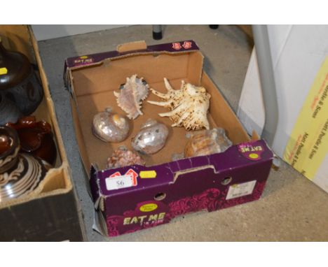 A box containing seven various sea shells