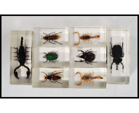A collection of vintage 20th century scientific taxidermy samples of bugs held in acrylic blocks.