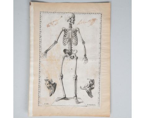 Antique etching print of the human skeleton with two figures displaying split dissections of what appears to be parts of the 