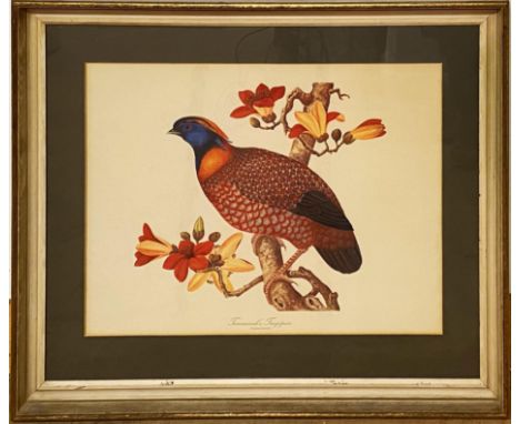 20th century school - Temmincks Tragopan, colour print, 44 x 59 cm, framed 