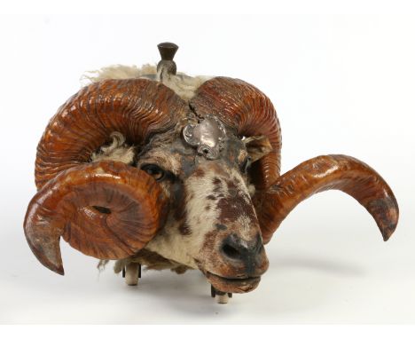 An Edwardian taxidermy rams head table snuff box with thistle finial and raised on three castors. With a white metal Masonic 