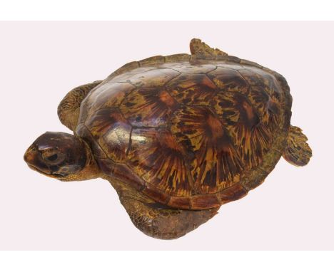 Taxidermy: Green Turtle (Chelonia mydas), circa early 20th century, a full mount adult with head slightly raised, flippers cl