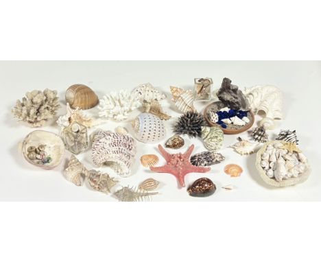 A large collection of decorative seashells, coral, ceramic shells, blue glass pebbles, etc (alot) (a/f)