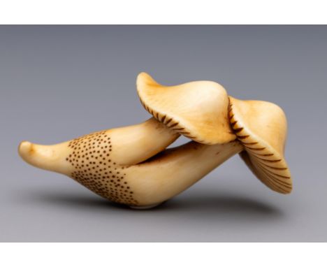 Japan, an ivory netsuke, Edo period (1603-1868), 19th century, carved as a pair of conjoined mushrooms (yellowing) l. 5,5 cm 