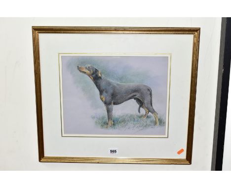 JOHN HALLETT (BRITISH 20TH CENTURY), a portrait of a Doberman Pinscher drawn in profile, signed bottom right, pastel on paper