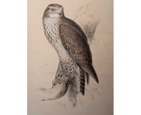 Edward Lear (British, 1812-1888) Common Buzzard - Buteo Vulgarislithograph by John Gould, published for The Birds of Europe 1