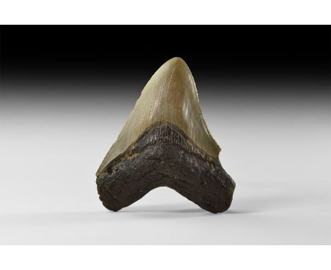 Early Pliocene Period, 2.6-2.3 million years BP. A large Carcharocles megalodon shark tooth from Georgia, USA, with some very