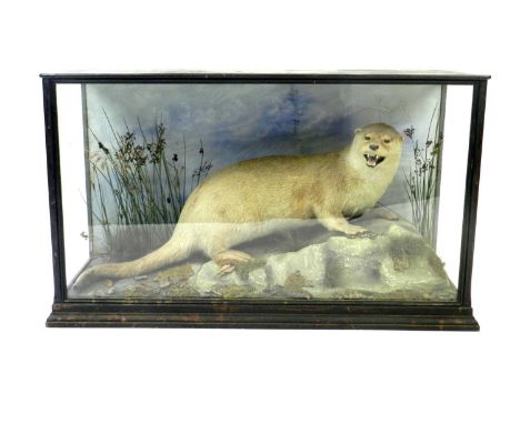 Taxidermy: a cased European otter (Lutra Lutra), first half 20th century, by George Cooke of Dogpole, Shrewsbury, the full fi