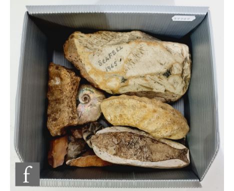 A fossil fish specimen, width 13cm, another 8cm example, various ammonite sections and a carved flint arrow and some tools, o